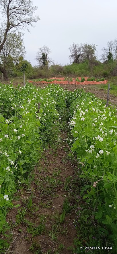 Seçkin garden kapak görseli
