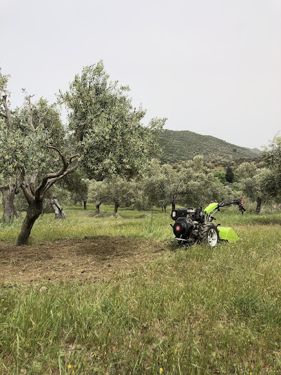 Ağaç berberi tree barber kapak görseli