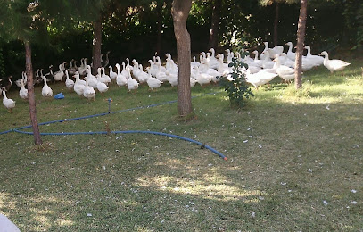 Garzan kaz çiftliği kapak görseli